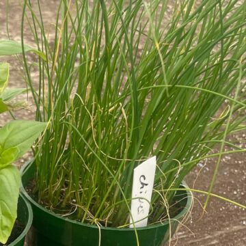 Seedlings - Chives | *PRE-ORDER FOR LATE MAY