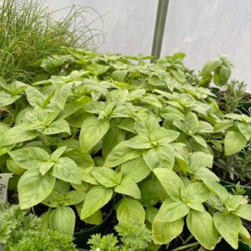 Seedlings - Basil *PRE-ORDER FOR LATE MAY