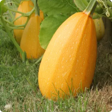 Seedlings - Squash, Spaghetti *PRE-ORDER FOR LATE MAY