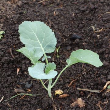 Seedlings - Broccoli | *PRE-ORDER FOR LATE MAY