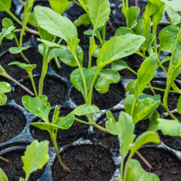 Seedlings - Green Kale | *PRE-ORDER FOR LATE MAY