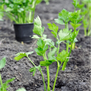Seedlings - Celery *PRE-ORDER FOR LATE MAY