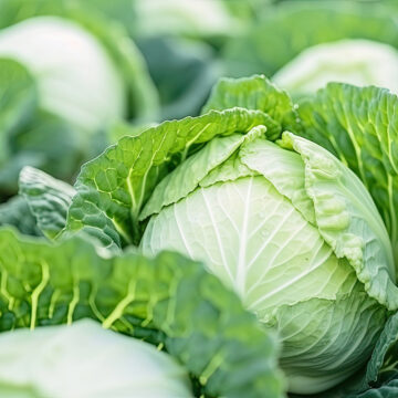 Seedlings - Green Cabbage *PRE-ORDER FOR LATE MAY