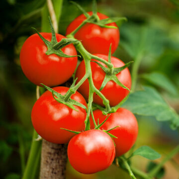 Seedlings - Tomatoes, Bobcat | *PRE-ORDER FOR LATE MAY