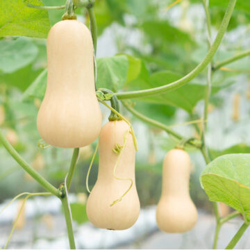 Seedlings - Squash, Butternut *PRE-ORDER FOR LATE MAY