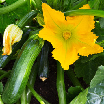 Seedlings - Green Zucchini *PRE-ORDER FOR LATE MAY