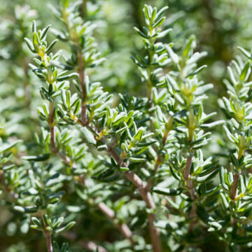 Seedlings - Thyme | *PRE-ORDER FOR LATE MAY