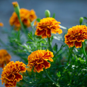 Seedlings - Marigolds | *PRE-ORDER FOR LATE MAY