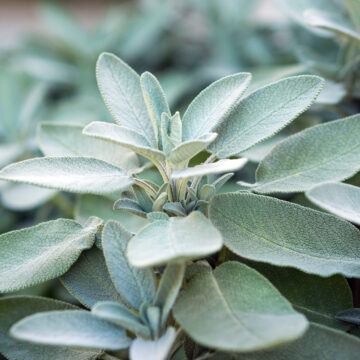 Seedlings - Sage | *PRE-ORDER FOR LATE MAY