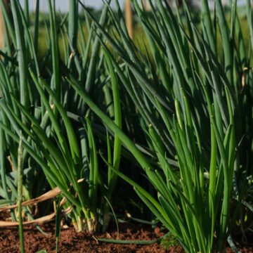 Seedlings - Garlic Chives | *PRE-ORDER FOR LATE MAY