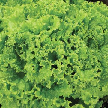 Seedlings - Lettuce, Grand Rapid *PRE-ORDER FOR LATE MAY