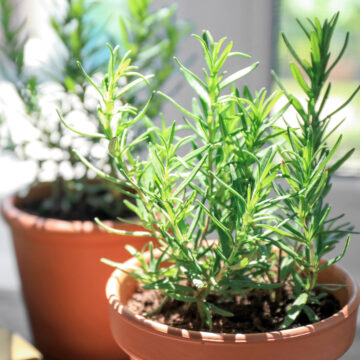 Seedlings - Rosemary *PRE-ORDER FOR LATE MAY