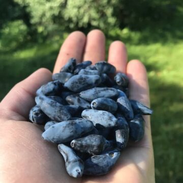 Fresh Haskap Berries - Pints | La Belle Vie Farm
