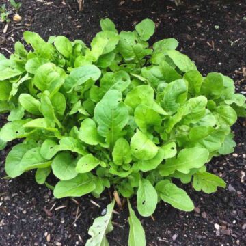 Arugula Seedlings *Pre-order For Late May | The Steadfast Farm