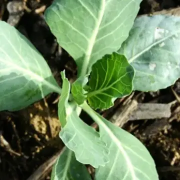 Green Cabbage Seedlings | The Steadfast Farm *PRE-ORDER FOR LATE MAY