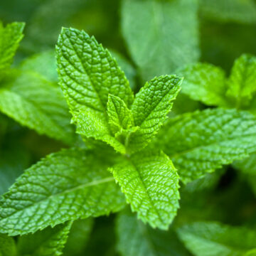 Seedlings - Spearmint  | *PRE-ORDER FOR LATE MAY