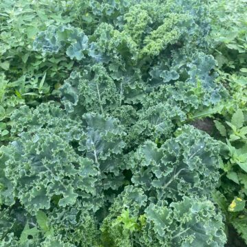 Kale, Green | Dalew Farms