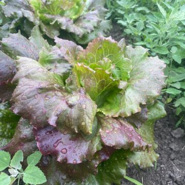 Lettuce, Red Summercrisp | Dalew Farms