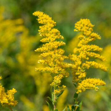 Goldenrod | The Steadfast Farm