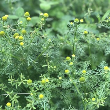 Fresh Chamomile |The Steadfast Farm