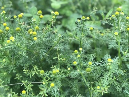 Fresh Chamomile |The Steadfast Farm