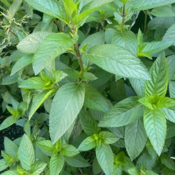 Fresh Chocolate Mint | Dalew Farms (1 Bunch)