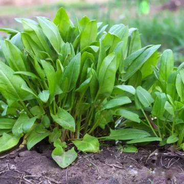 Sorrel | The Steadfast Farm