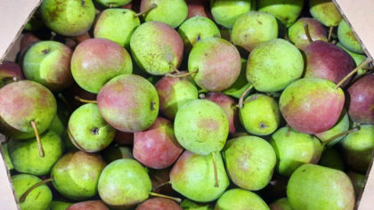 Pears, Summercrisp | Pfenning's Ontario Organic
