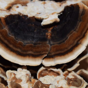 Turkey Tail Tincture