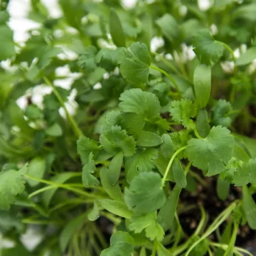 Slegers Organic Living Herbs, Cilantro