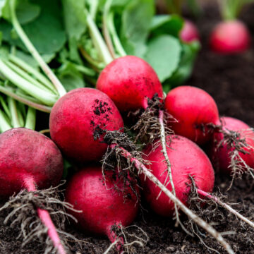 Radish, Red | Pfenning's Ontario Organic