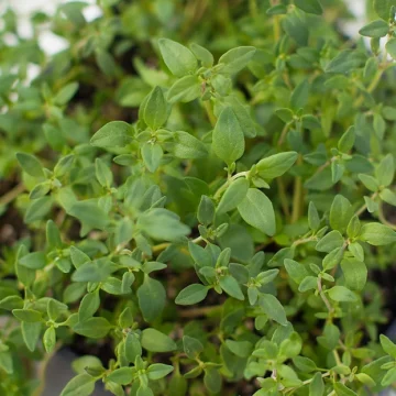 Fresh Herbs, Thyme | Pfenning's Organic