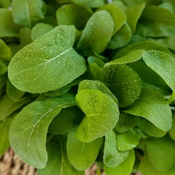 Slegers Organic Living Greens, Arugula