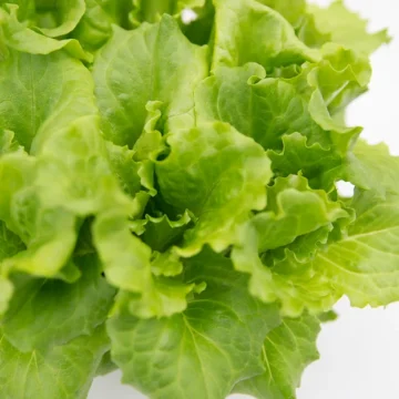 Slegers Organic Living Lettuce, Green Leaf
