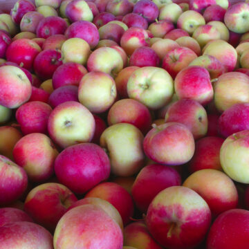 Apples, Paula Red | Pfenning's Organic