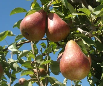 Pears, Rescue | Pfenning's Ontario Organic