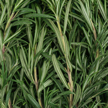 Fresh Herbs, Rosemary | Pfenning's Organic