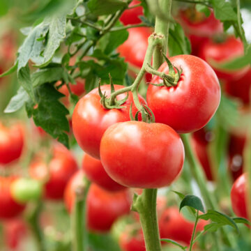Tomatoes, Vine | Pfenning's Ontario Organic