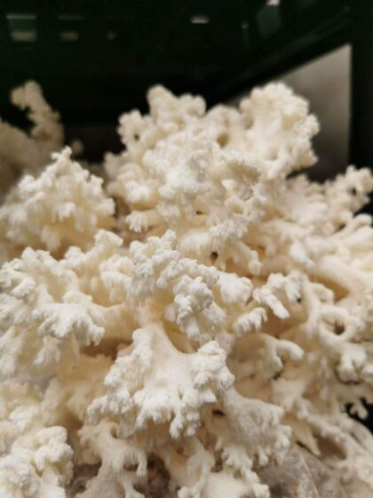 Coral tooth mushroom