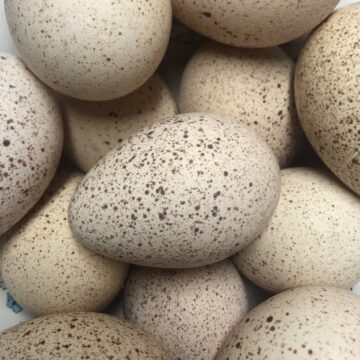 Turkey Eggs | The Steadfast Farm