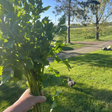 Lovage | La Belle Vie Farm