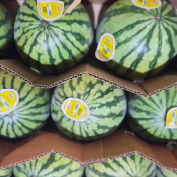 Watermelon, Mini Seedless| Pfenning's Organic