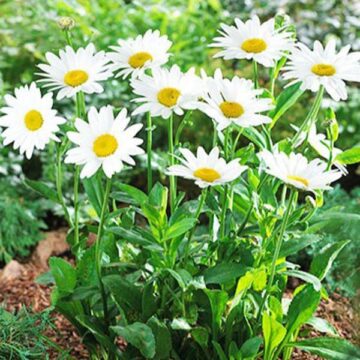 Seedlings - Shasta Daisy | The Steadfast Farm *PRE-ORDER FOR LATE MAY