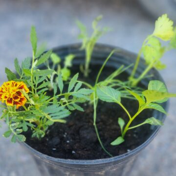 Mini Garden in a Pot | The Steadfast Farm * PRE-ORDER FOR LATE MAY