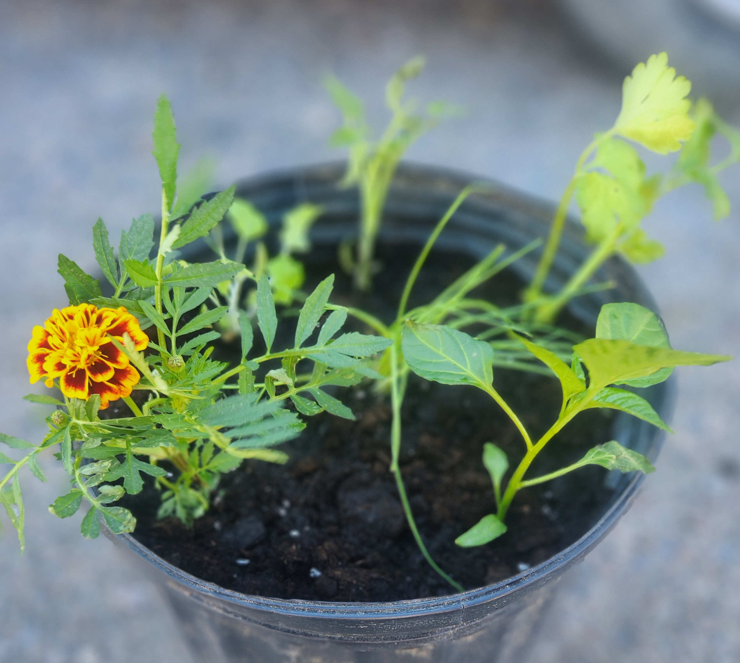 Mini Garden in a Pot | The Steadfast Farm * PRE-ORDER FOR LATE MAY