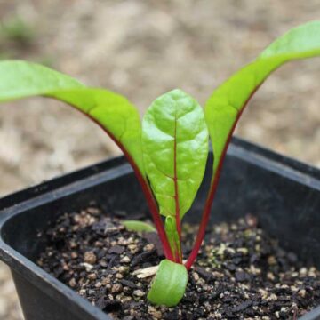 Seedlings - Rhubarb Chard *Pre-order For Late May | The Steadfast Farm