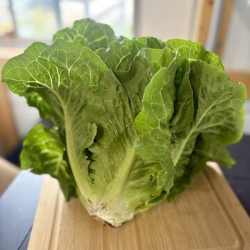 Lettuce, Romaine | Dalew Farms