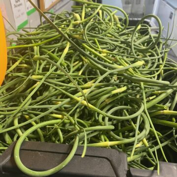 Garlic, Fresh Scapes (Gerber Produce)