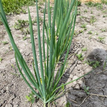 Onions, Green | Dalew Farms