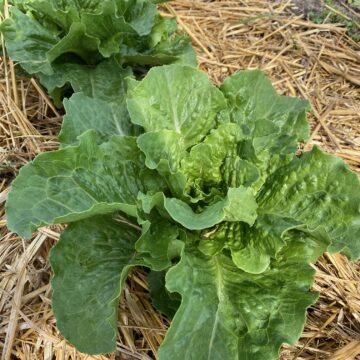 Lettuce, Romaine | Dalew Farms